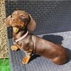 skylerpup