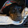 kobetherescue