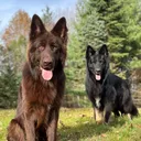 @bruce_and_theo