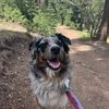 denali_theaussiepup