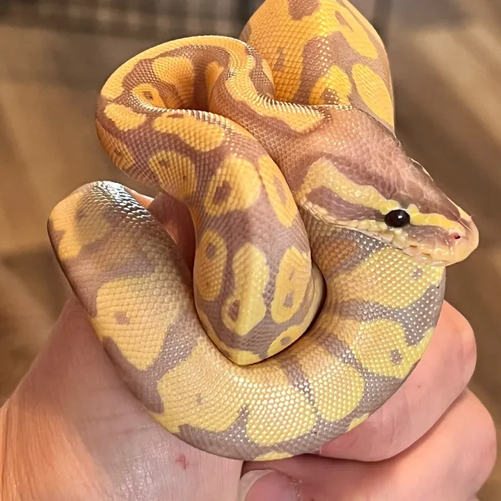 @dm_reptiles_n_more
