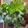 the_greenhouse_closet
