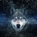 @wolfsongsremedies111