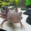 axolotl_xi_xi