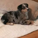 @tbaussies7