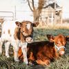 4s_farms