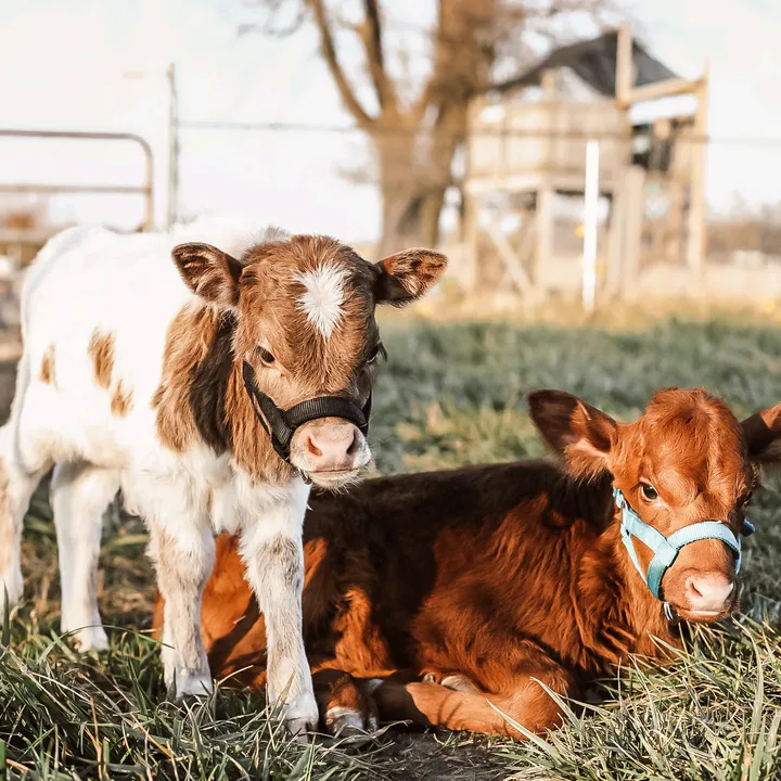 @4s_farms