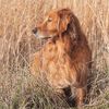 thegoldenbindisue