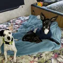 @thedoggiedou