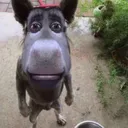 @patsitivity