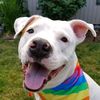 bigbadscarypitbulls