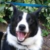 luxtheborderaussie