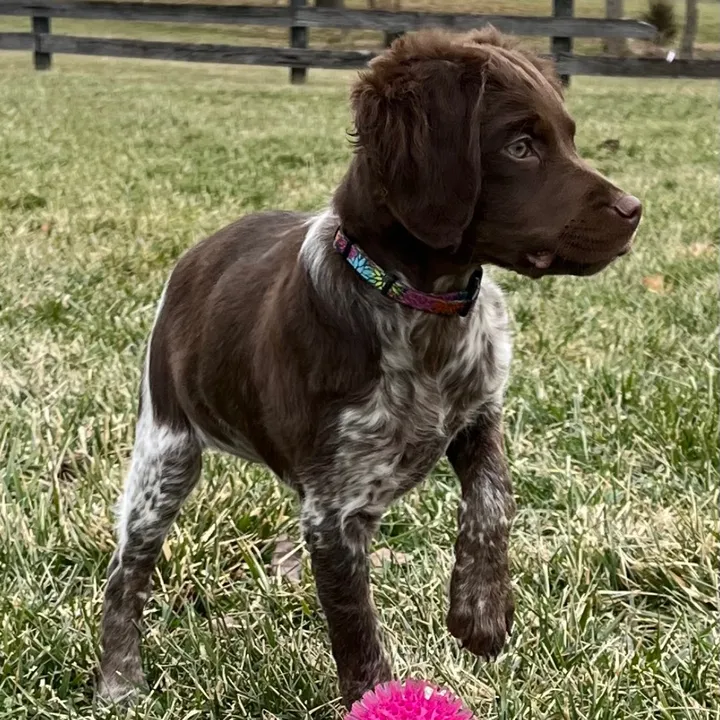 lizasspeckledpuppies