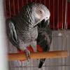 ben.thebird