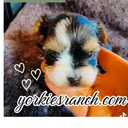 @yorkiesranch