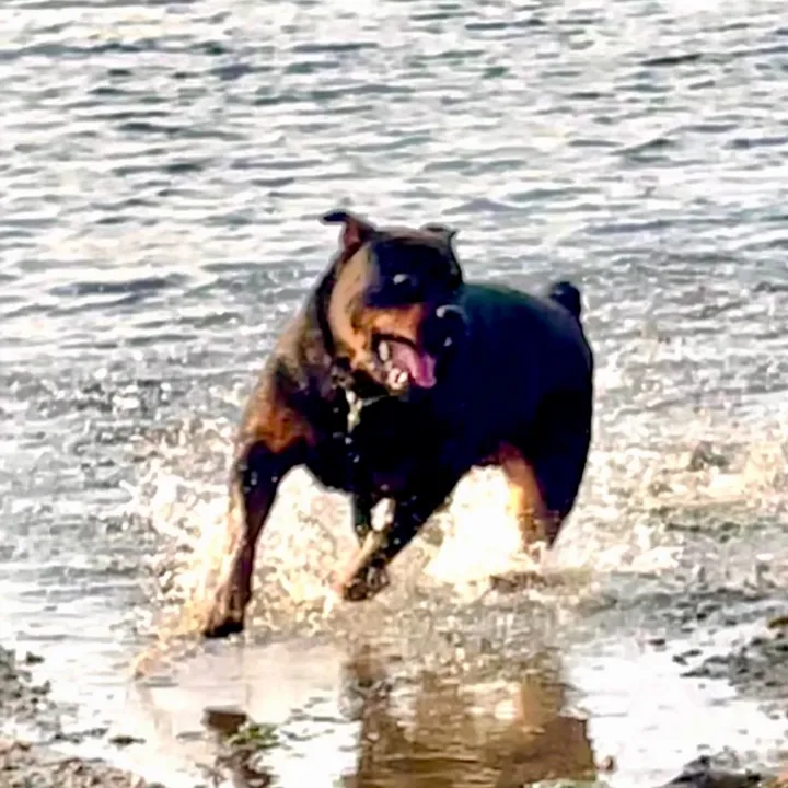 @rugerrottweiler