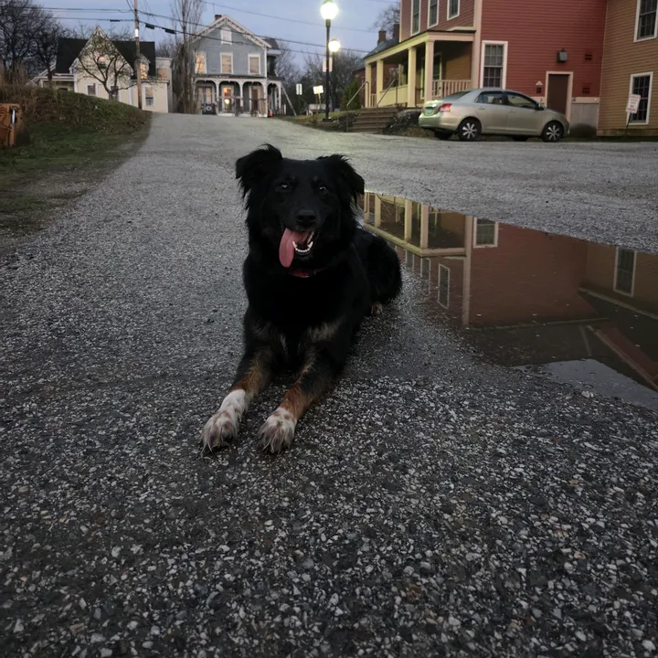 service_aussie_mix