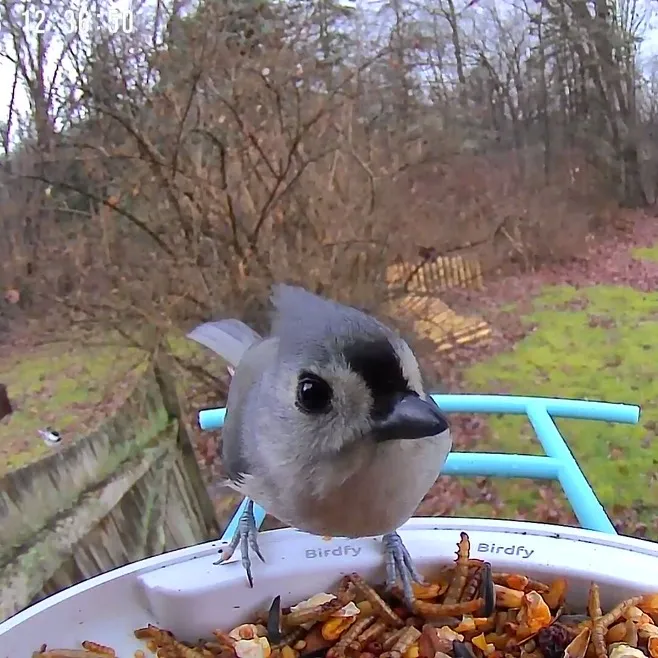 birdfeedercamny