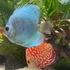 freshwaterfriends