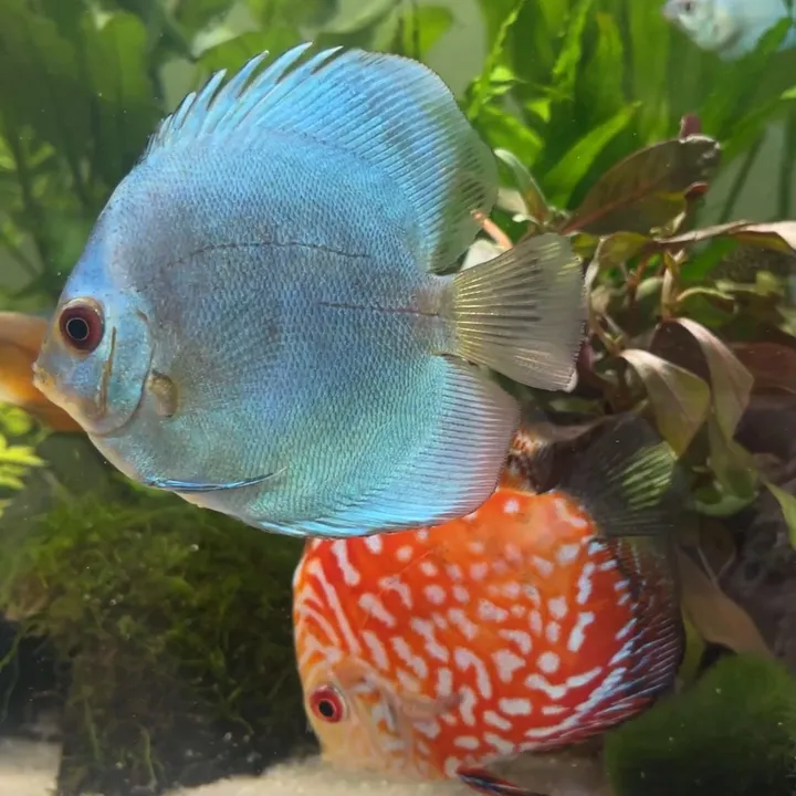 freshwaterfriends