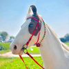 marwarihorseracing