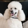 packwalkdiaries
