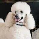@packwalkdiaries