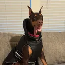 @shantithedobie