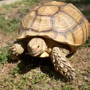 @otisthetortoise