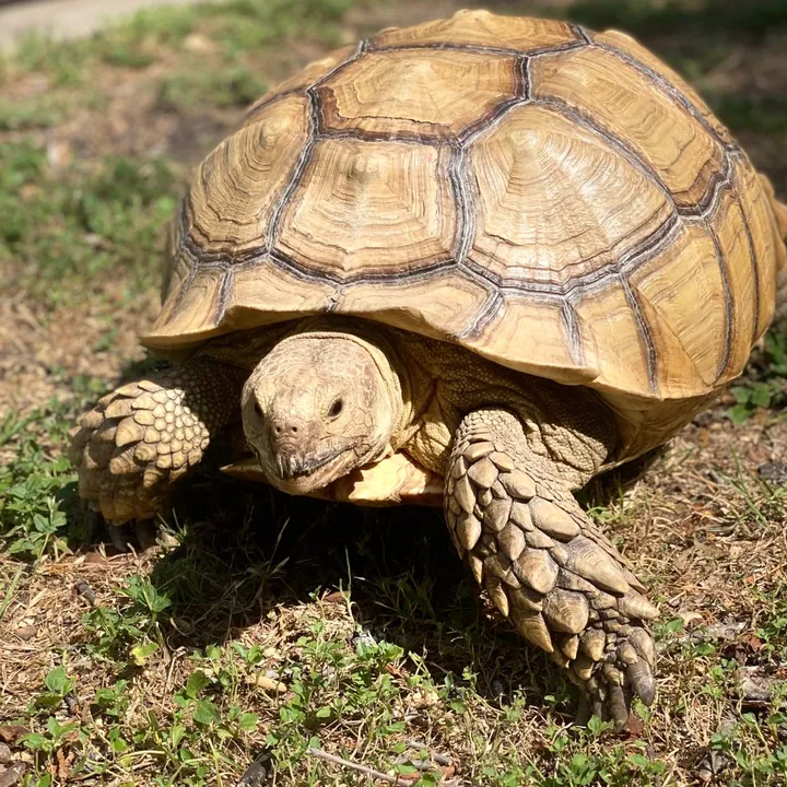 @otisthetortoise