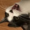 kitty.cats.0o0