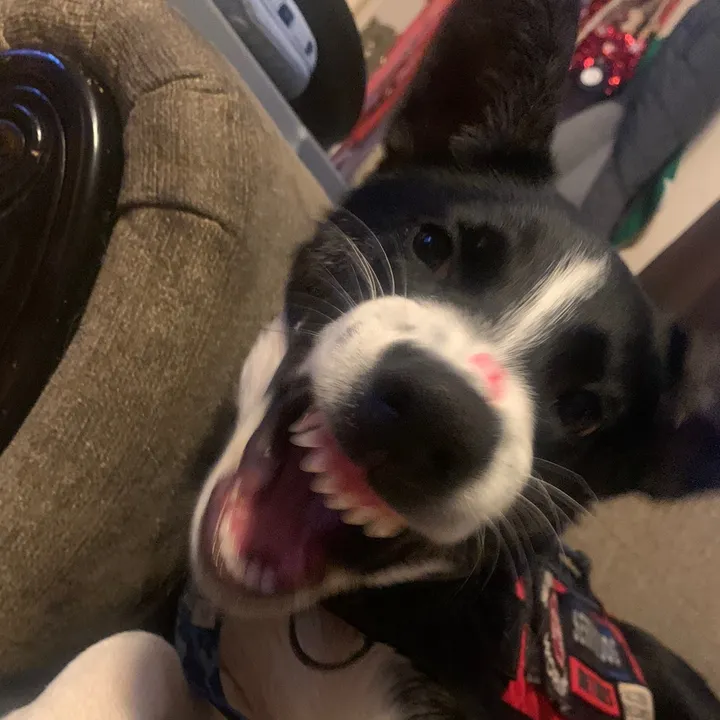 @collie.gnocchi