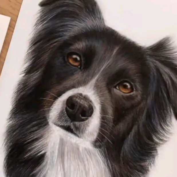 @bob_the_bordercoillie