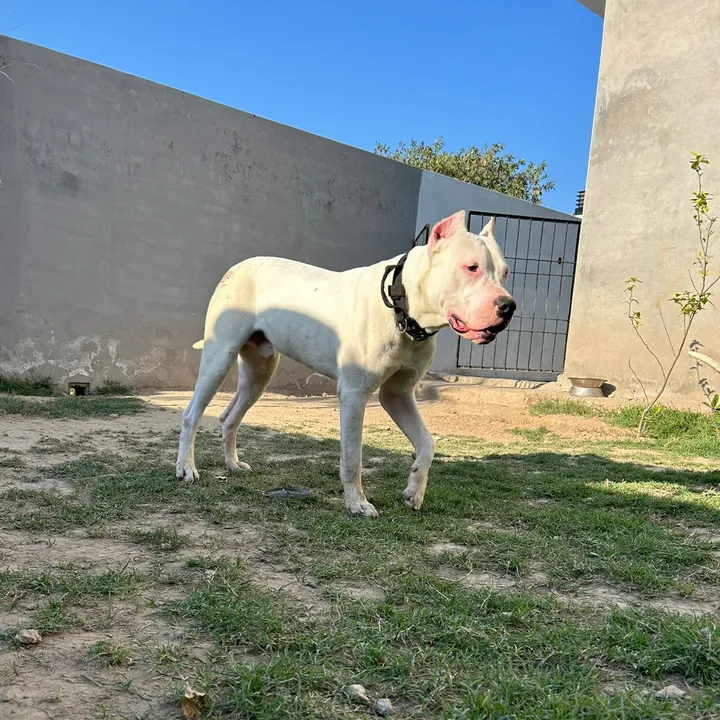 liger_the_dogo