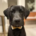 @tagthebullador