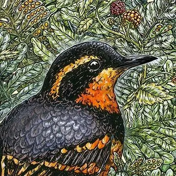 @birdnotepodcast