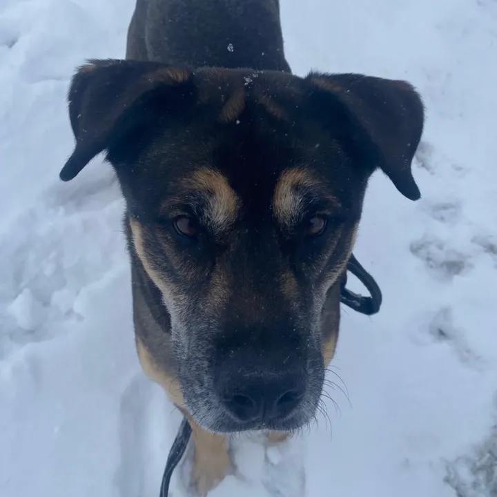 blackwidowsmutt