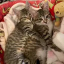 @kitty_et_jul_en_folie