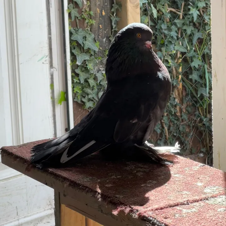 piegon.london