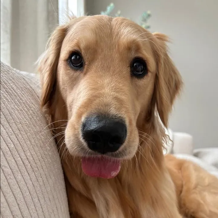 novathegoldenn
