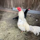 @rooster1217