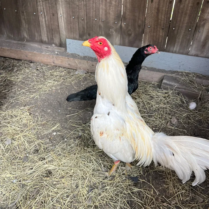 @rooster1217