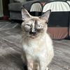 kittyfammca