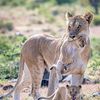 safarianimalshub