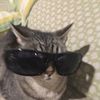 am_cat_oooooooooo