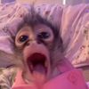 monkeytok61
