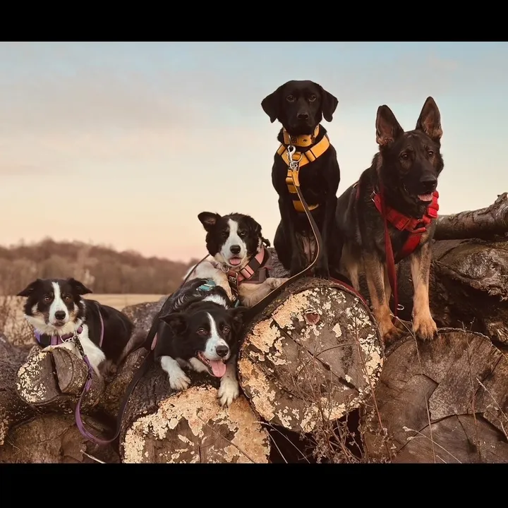 @themworkingdogs