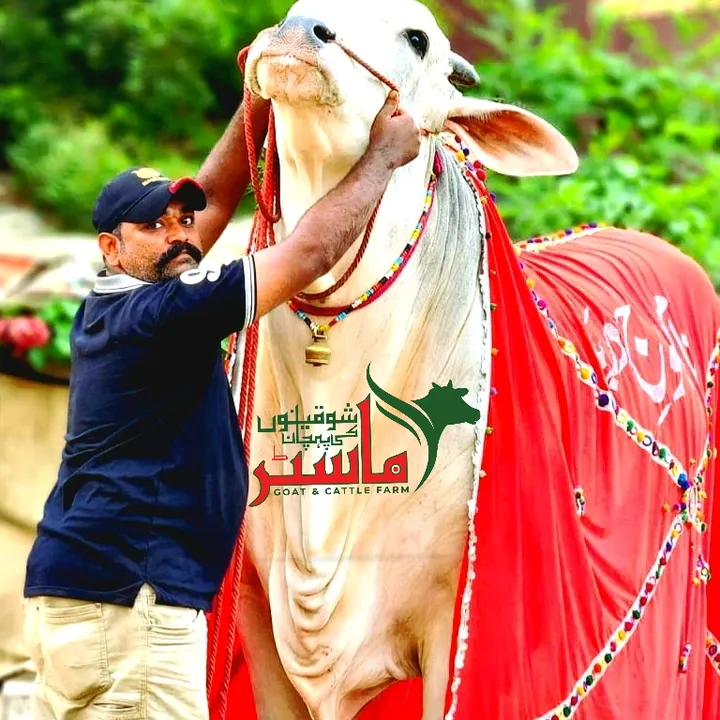 @noman.ansari.mast