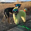 @loonydoonytheservicedog