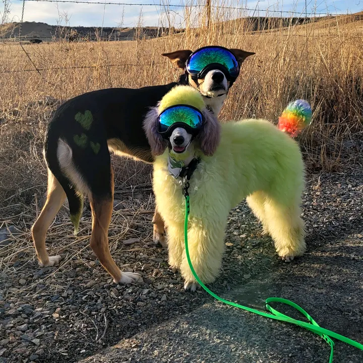 @loonydoonytheservicedog